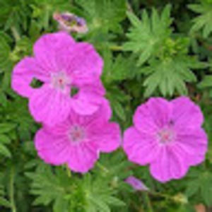 Meet your Posher, Clare